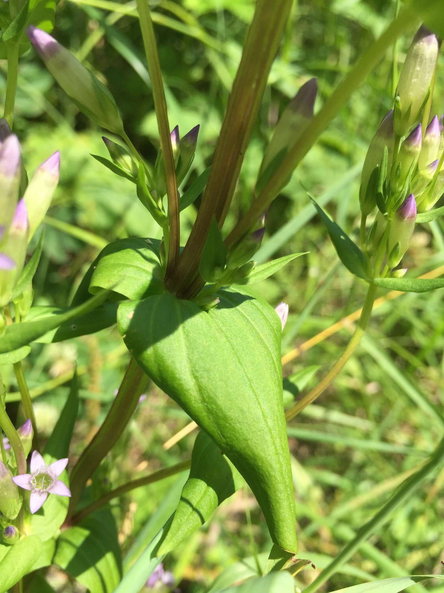 Image of autumn dwarf gentian