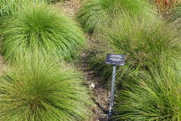 Image of prairie dropseed