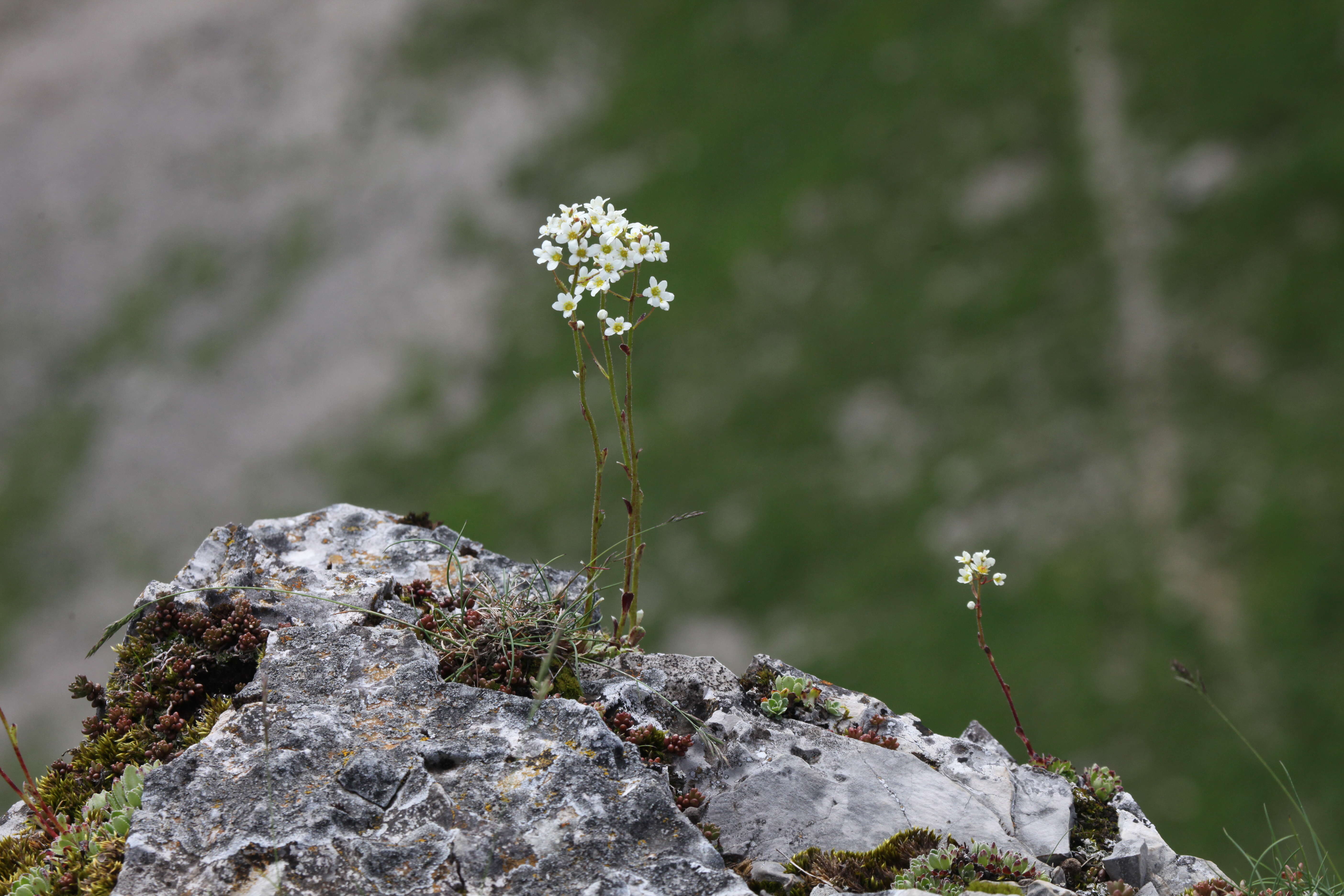 Image of Livelong Saxifrage