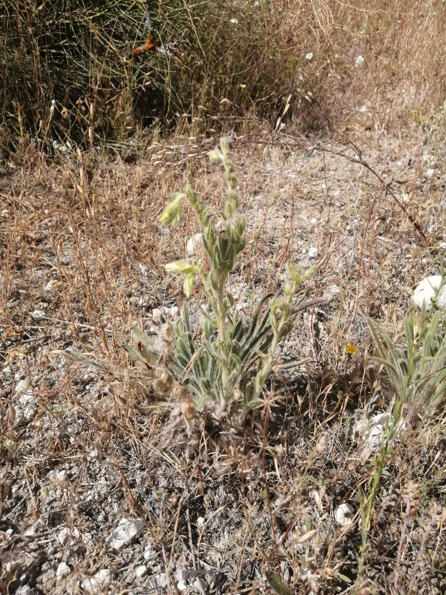 صورة Onosma tricerosperma Lag.