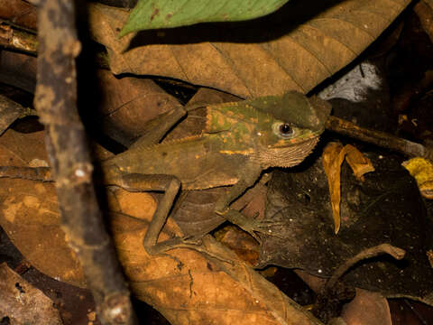 Image of Corytophanes