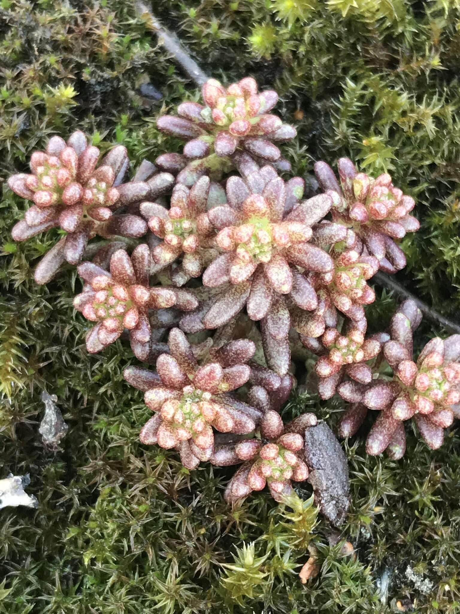 Sedum annuum L.的圖片