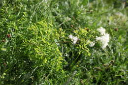 Image of Thalictrum aquilegiifolium