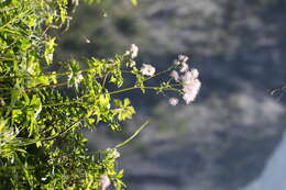 Image of Thalictrum aquilegiifolium