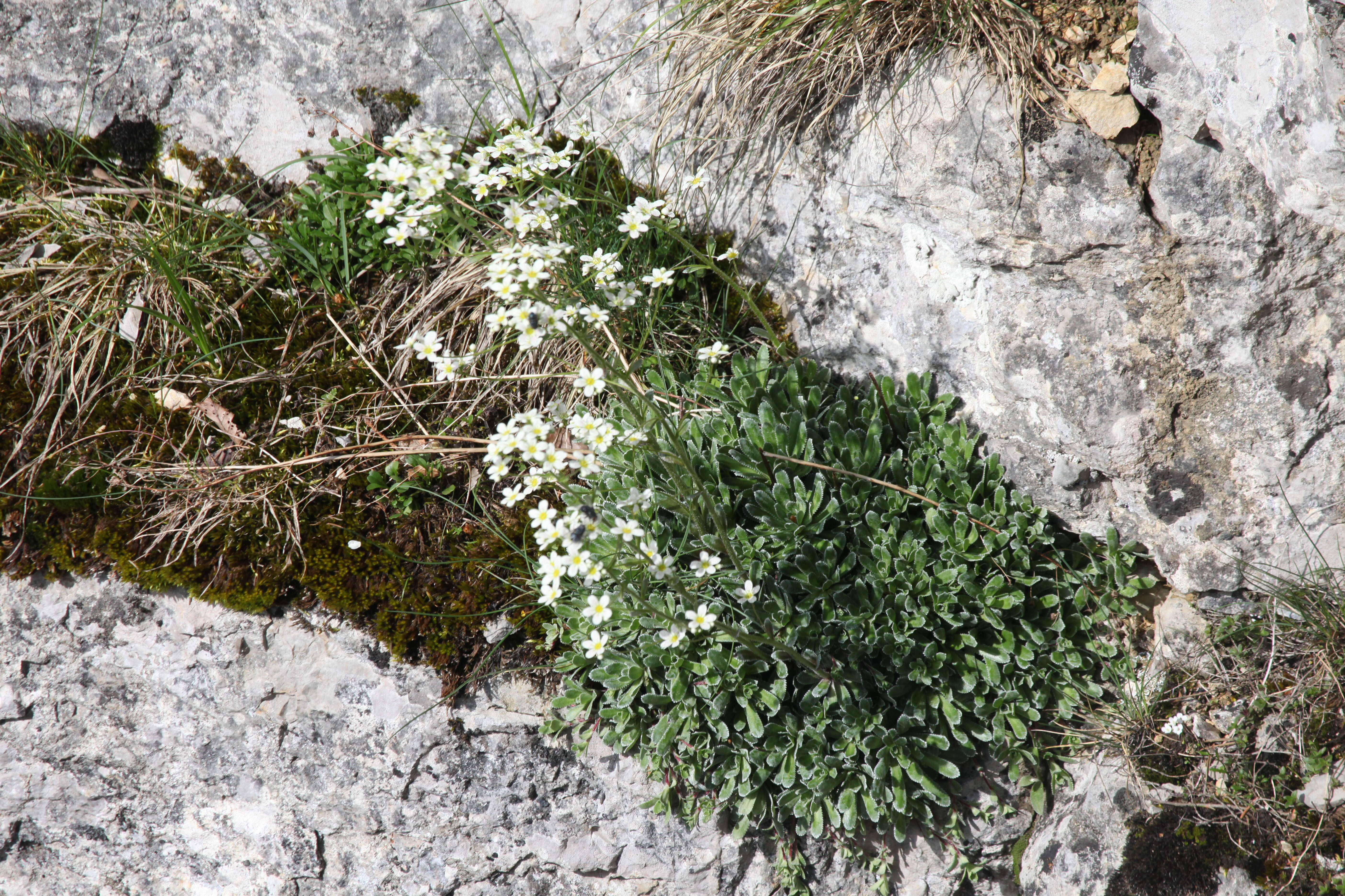 Image of Livelong Saxifrage