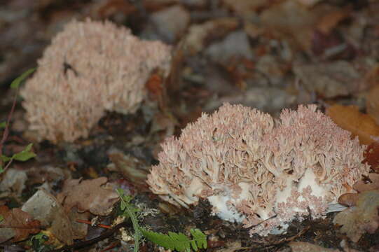 Image of Cauliflower coral