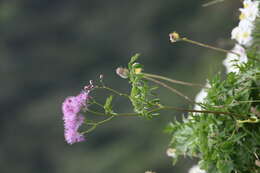 Image of Thalictrum aquilegiifolium