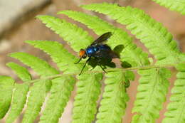 Слика од Silbomyia cyanea (Matsumura 1916)