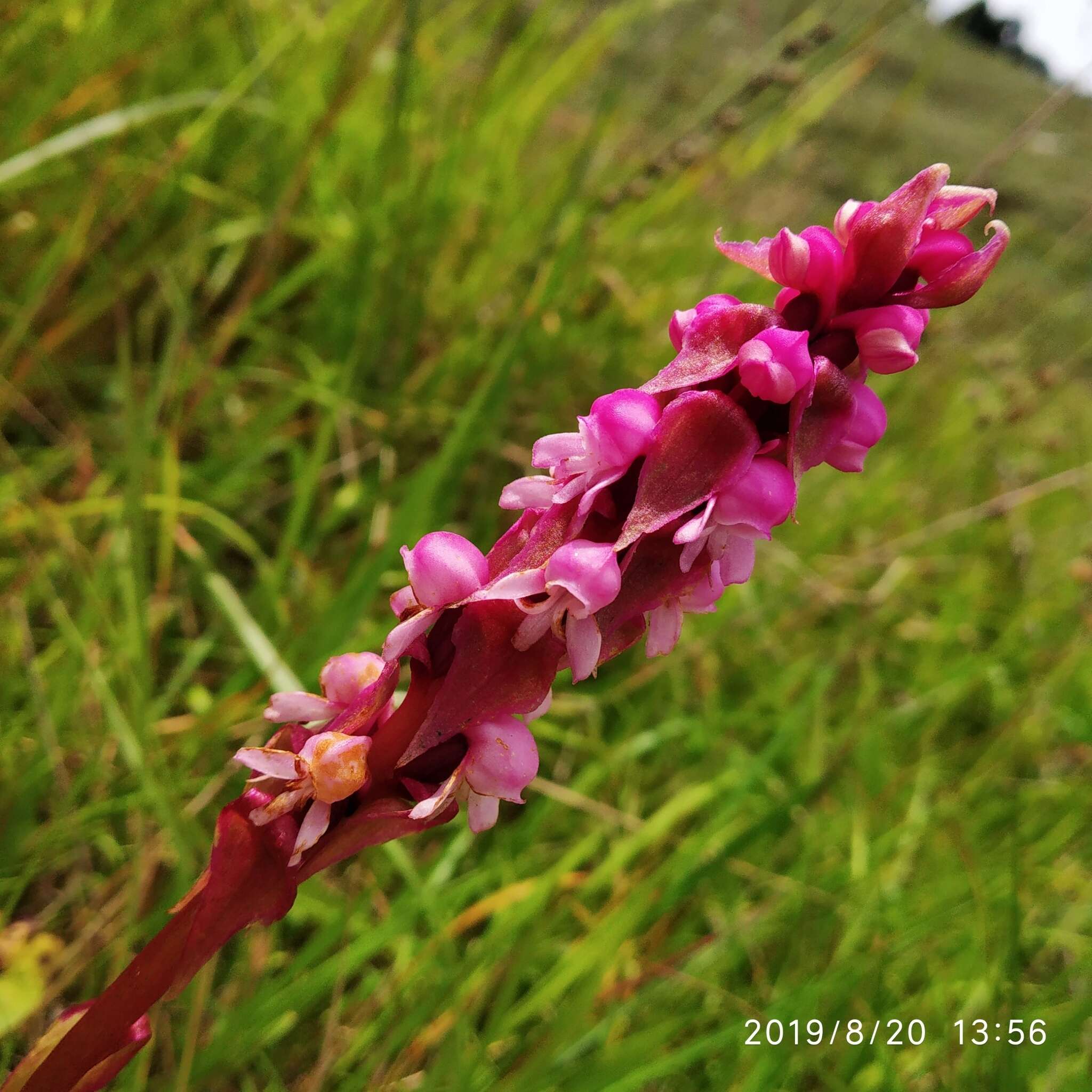 Imagem de Satyrium nepalense D. Don