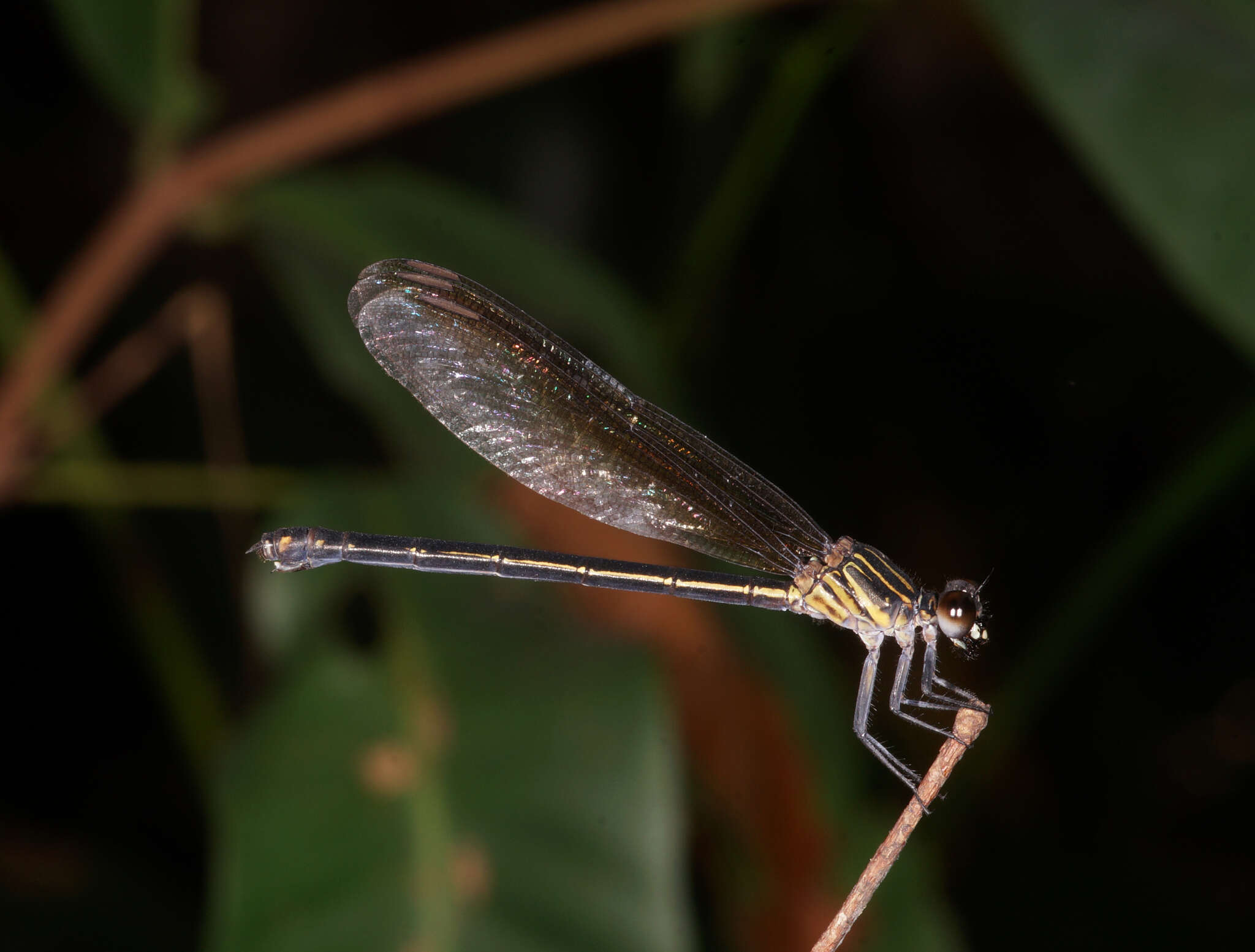 Image of Euphaea masoni Selys 1879