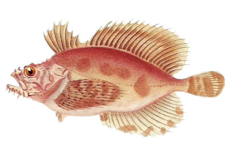 Image of Crested sculpin