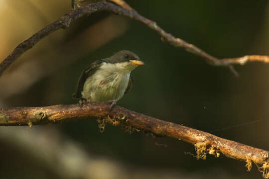 Image of Pygmy Flowerpecker