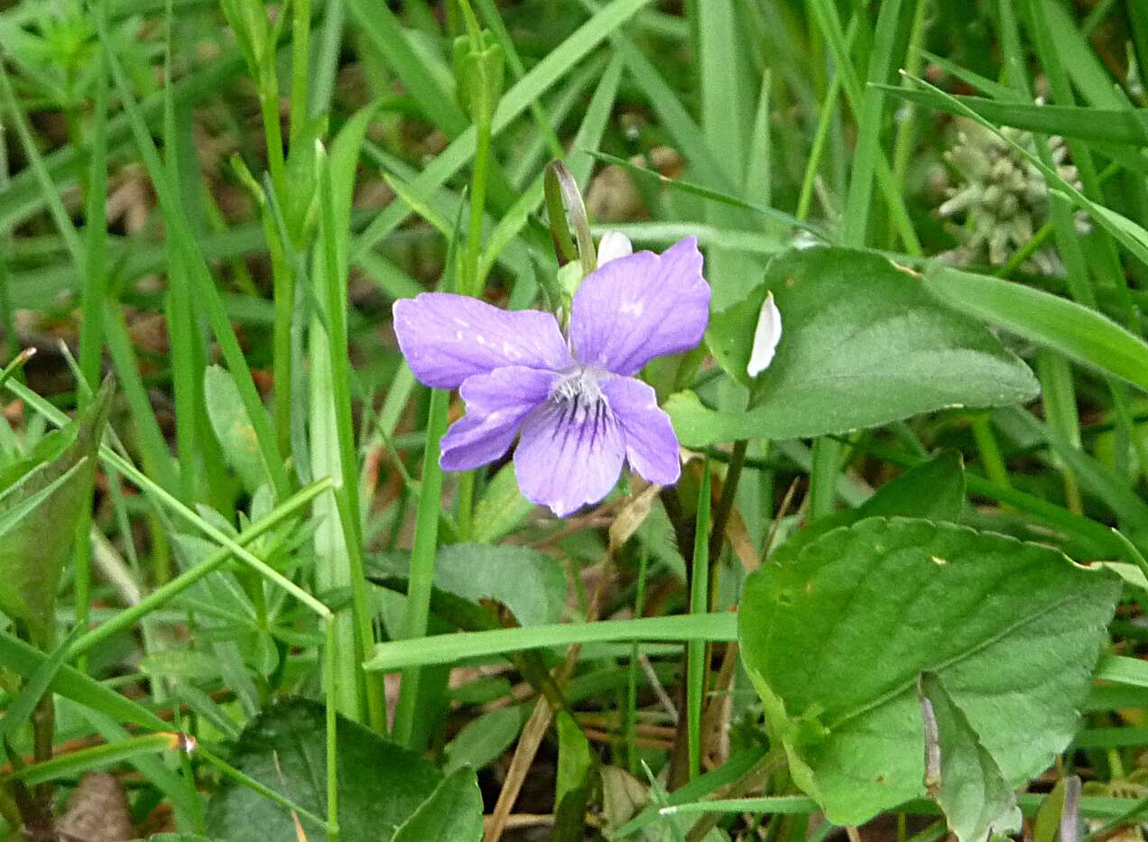 Image of dog violet