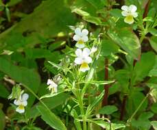 Слика од Viola arvensis Murray