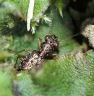 Plancia ëd Asaphidion curtum (Heyden 1870)