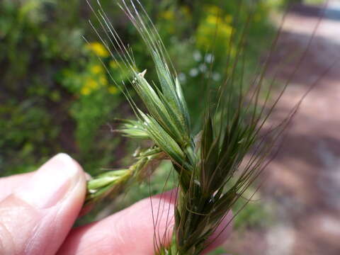 Imagem de Elymus glaucus subsp. glaucus