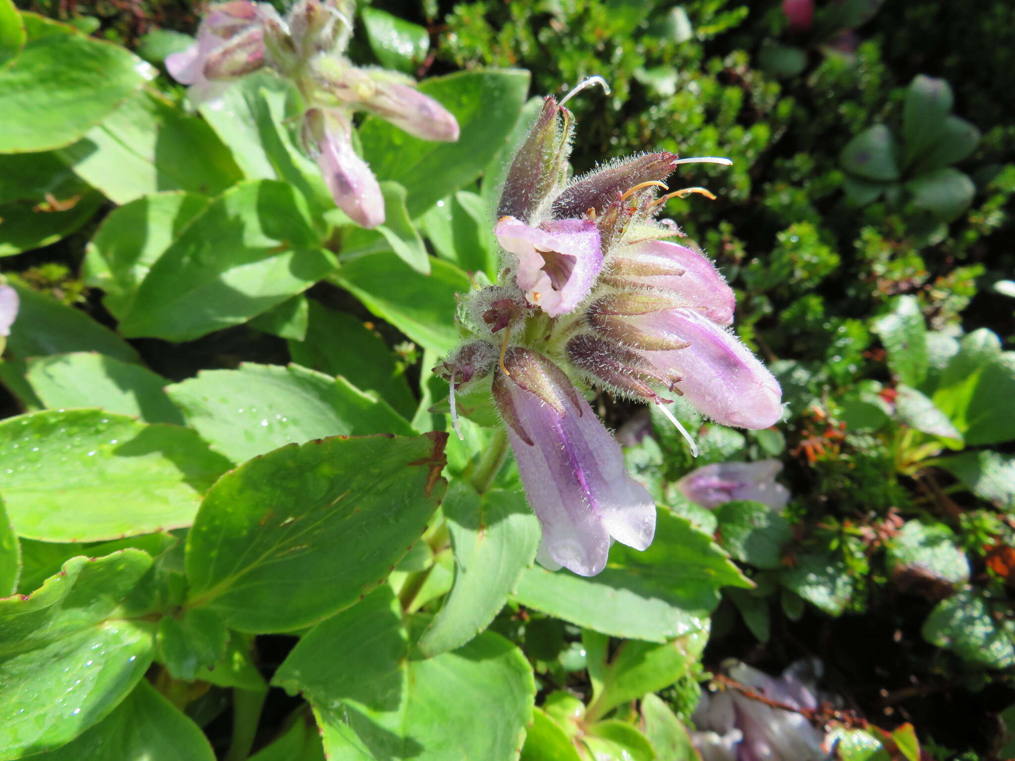 Image of Pennellianthus frutescens (Lamb.) Crosswhite