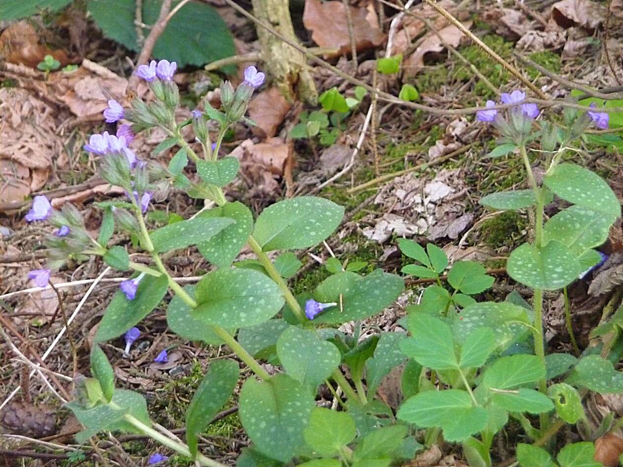 Image of Lungwort