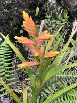 Image of Guzmania plicatifolia L. B. Sm.