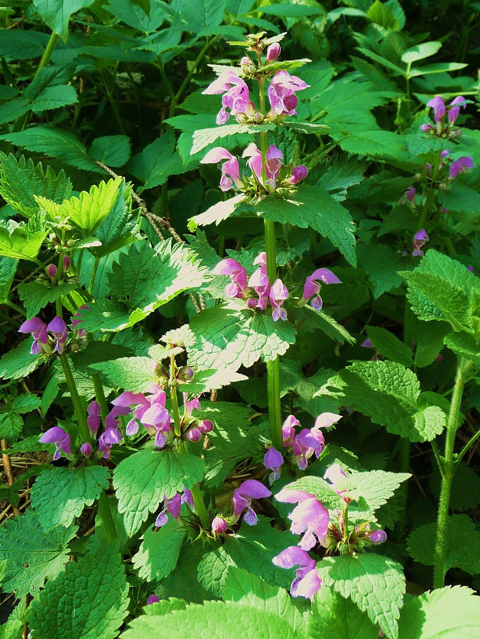 Image of spotted dead-nettle