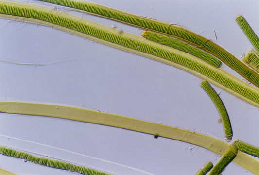 Image of Lyngbya