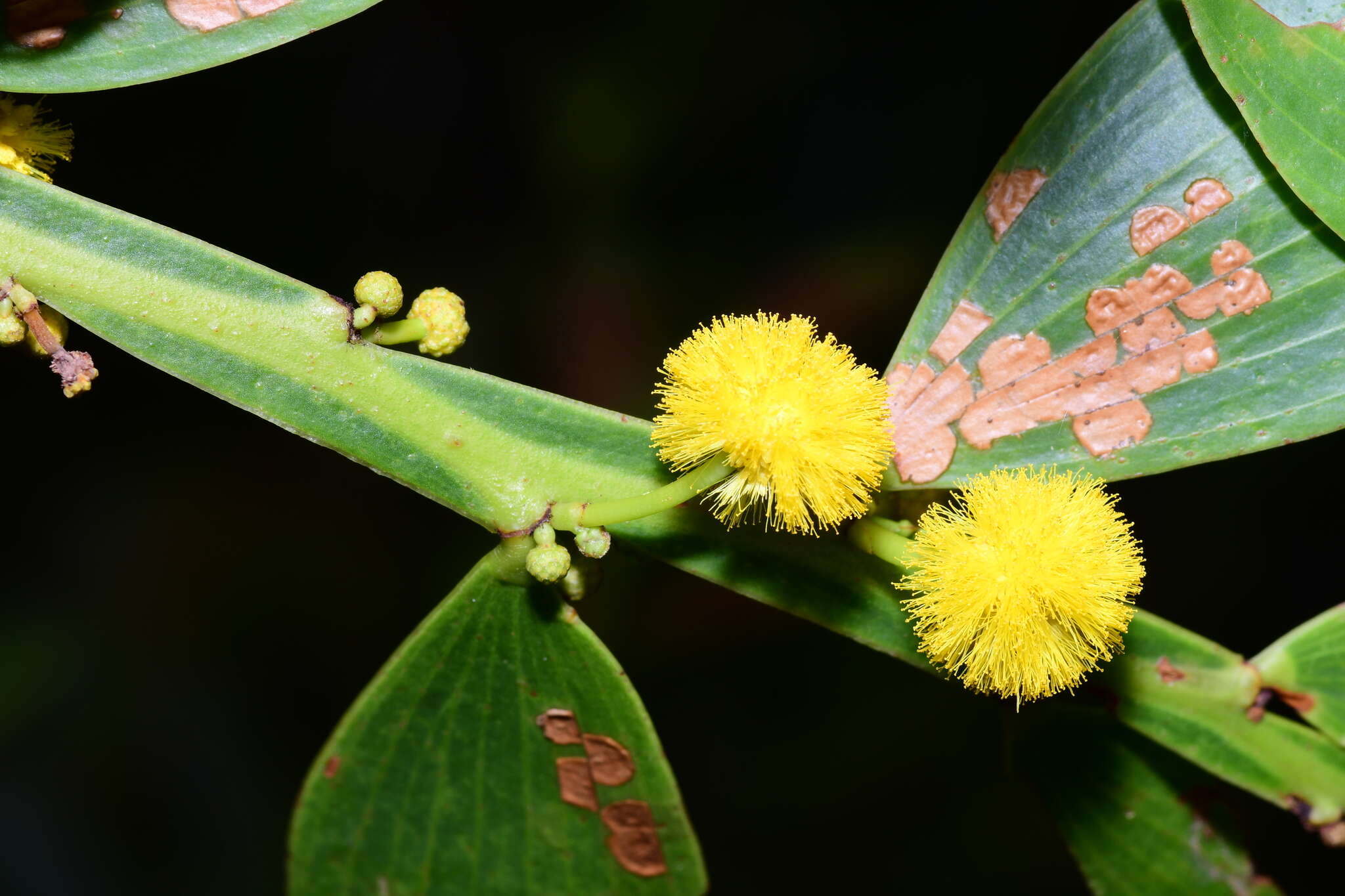 Image of Acacia complanata A. Cunn. ex Benth.