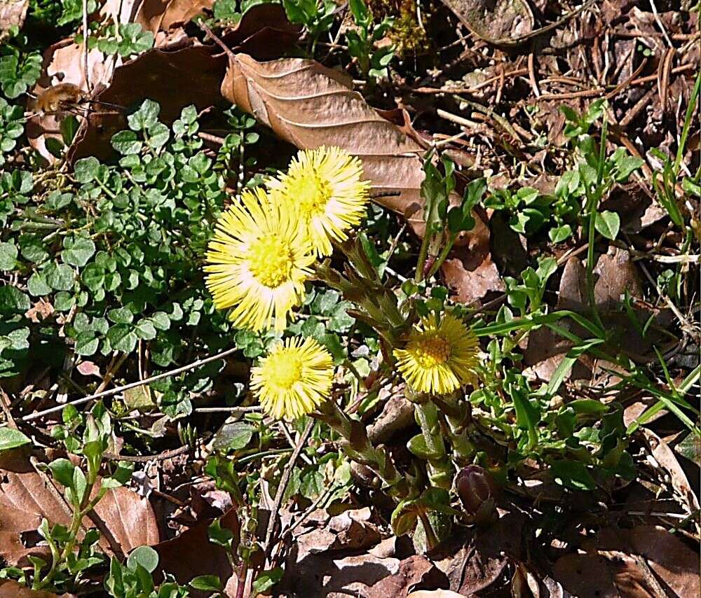 Image of coltsfoot