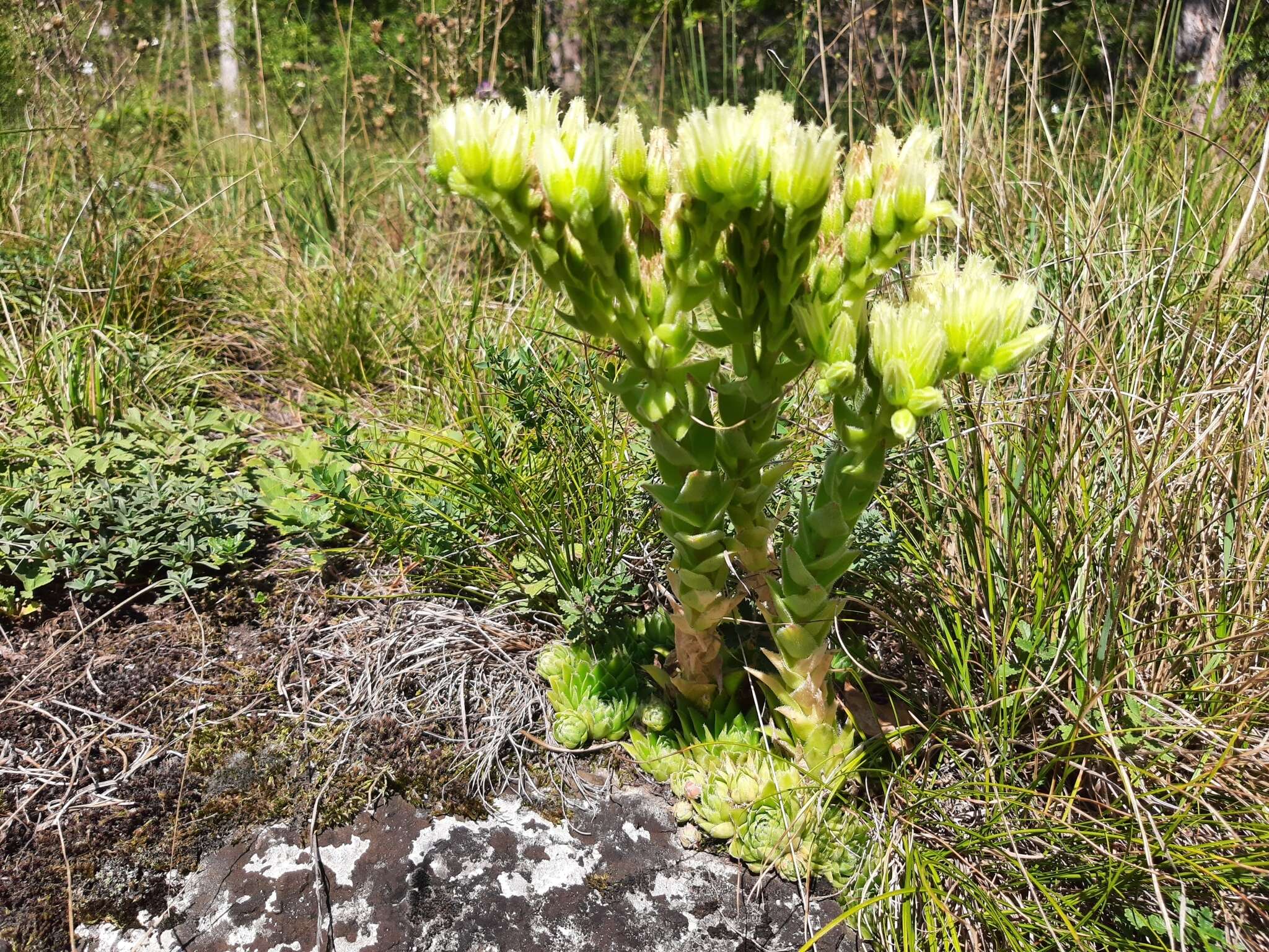 Image of Sempervivum globiferum subsp. hirtum (L.) H.