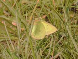 Image of Scudder's Sulphur