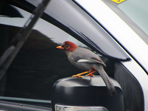 Image of Chestnut-hooded Laughingthrush