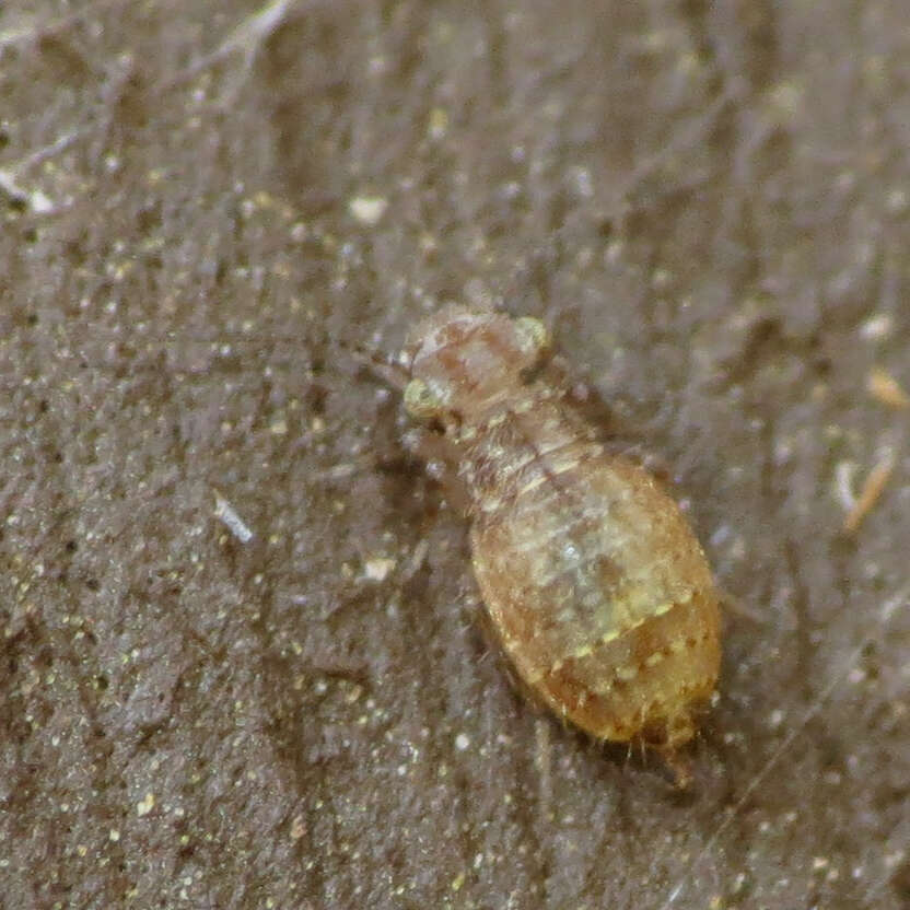 Image of Book lice