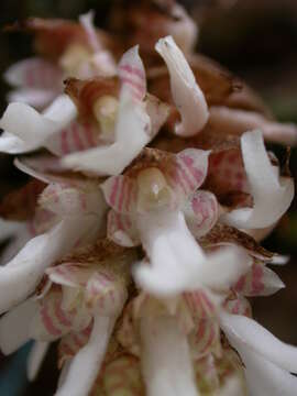Image of Saundersia