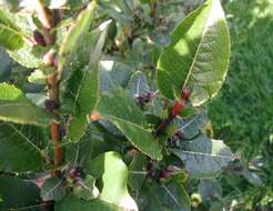 Imagem de Salix hastata L.