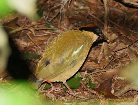 Image of Noisy Pitta