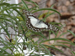 Image de <i>Graphium <i>angolanus</i></i> angolanus