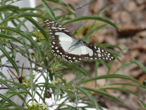 <i>Graphium <i>angolanus</i></i> angolanus resmi