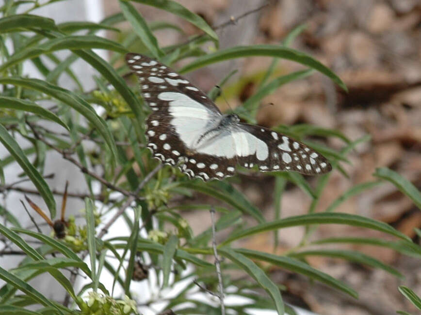 Image de <i>Graphium <i>angolanus</i></i> angolanus