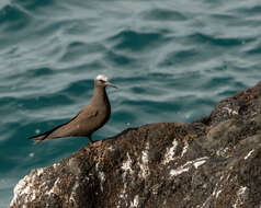 Image of Anous minutus melanogenys Gray & GR 1846