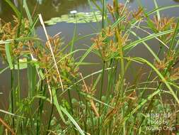 Image de Cyperus exaltatus Retz.