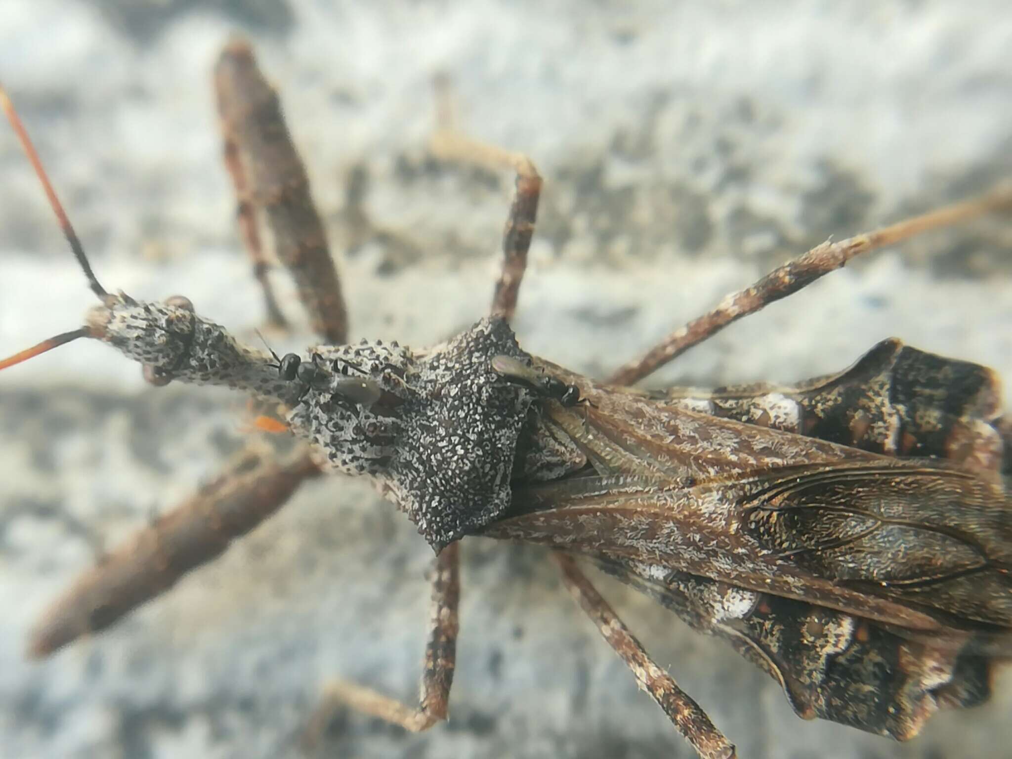 Image of Assassin bug