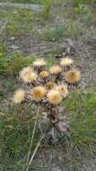 Image of carline thistle