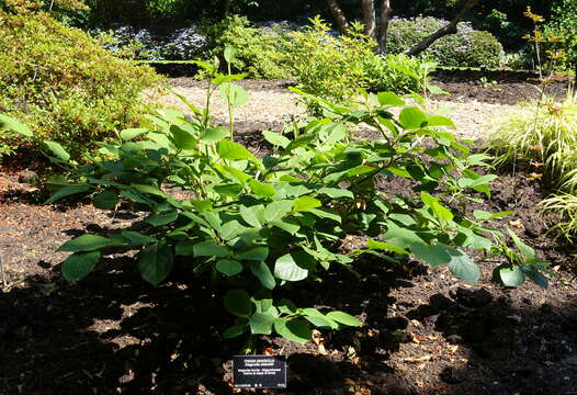 Image of Magnolia sieboldii K. Koch