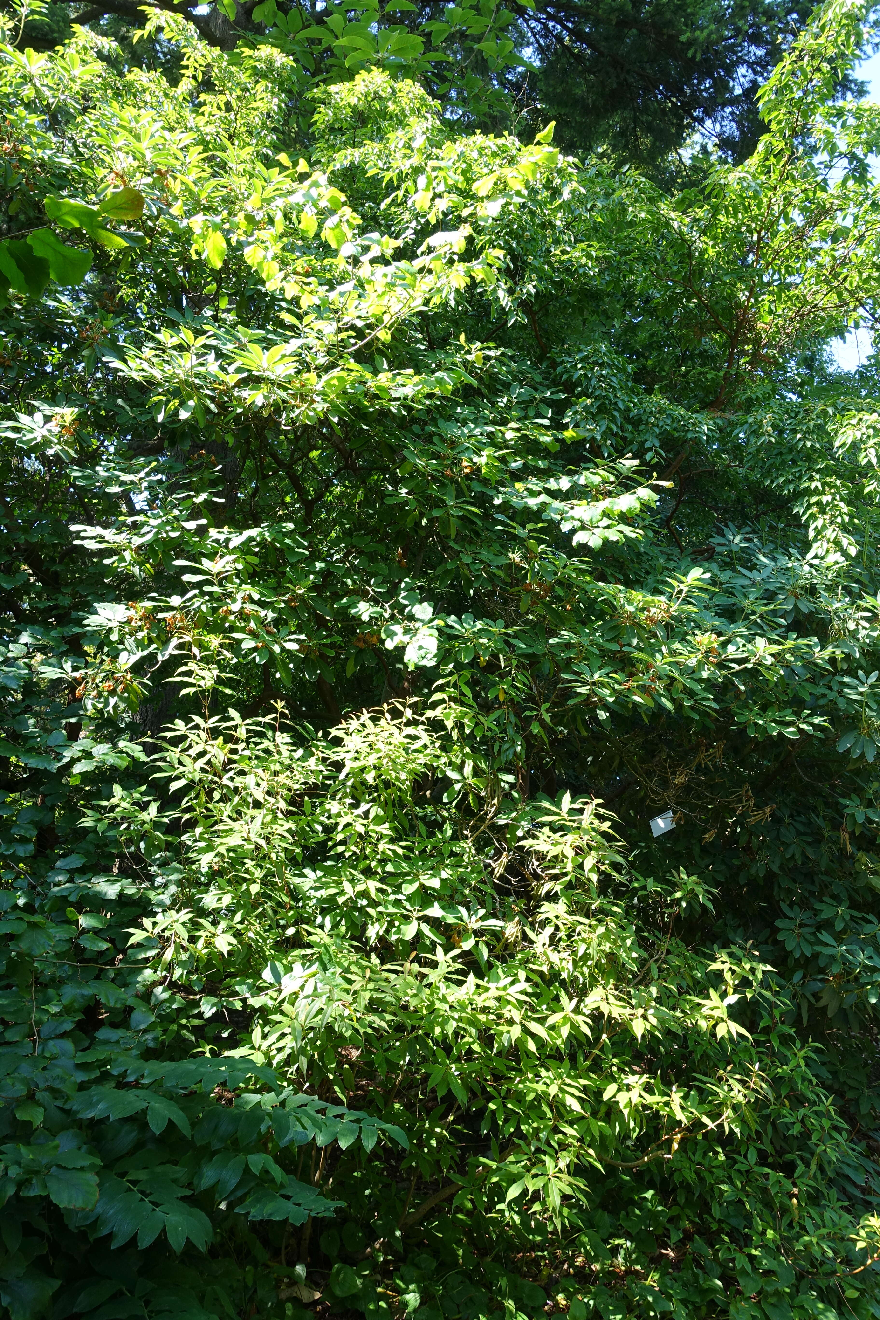 Plancia ëd Rhododendron decorum Franch.