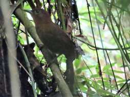 Image of Ruddy Foliage-gleaner