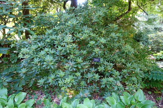 Image of Rhododendron aberconwayi Cowan