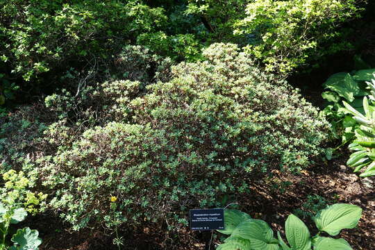 Image de Rhododendron impeditum I. B. Balf. & W. W. Smith