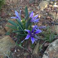 Image of Babiana cuneata J. C. Manning & Goldblatt