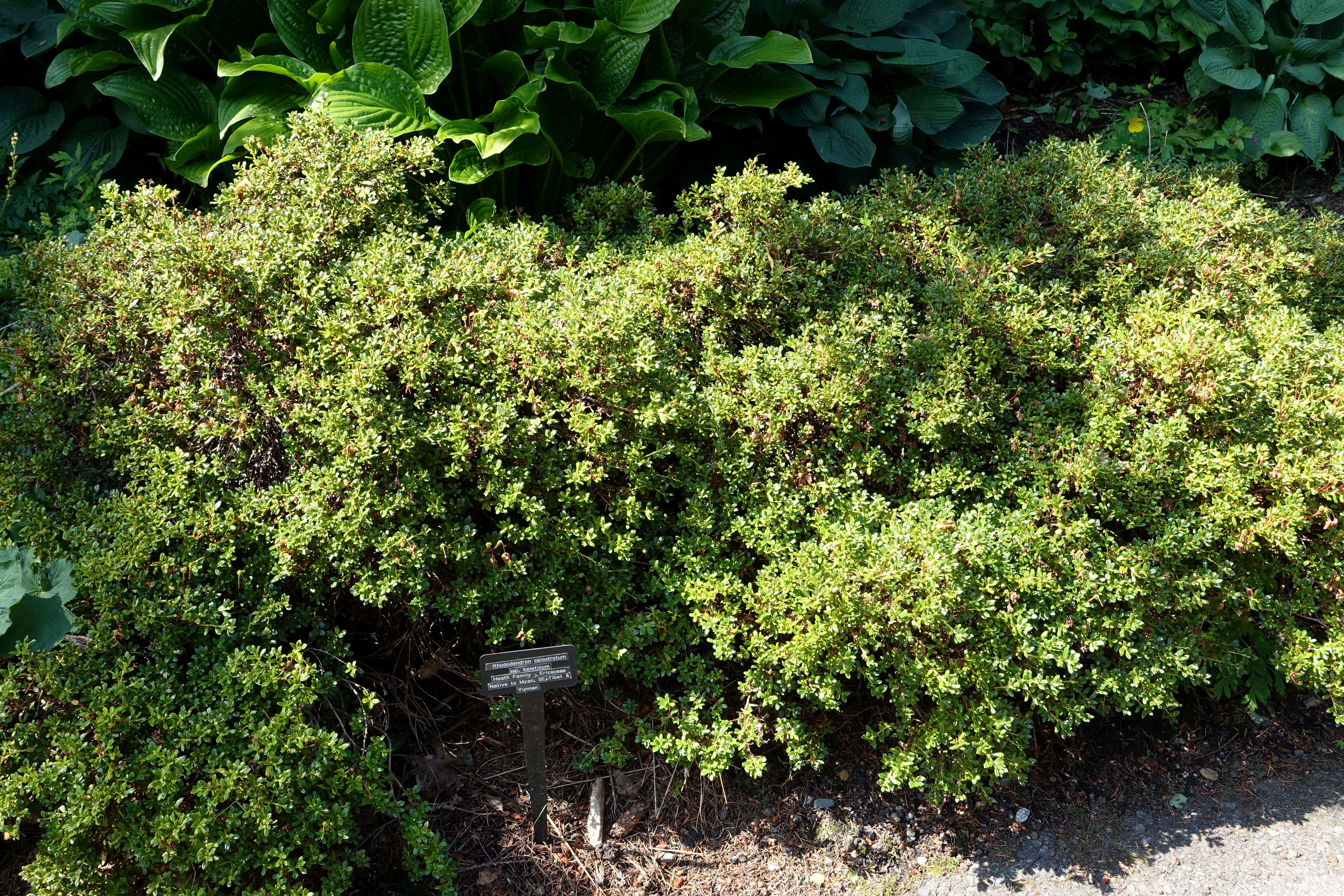 Image of Rhododendron keleticum I. B. Balf. & Forrest