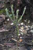 صورة Pimelea octophylla R. Br.