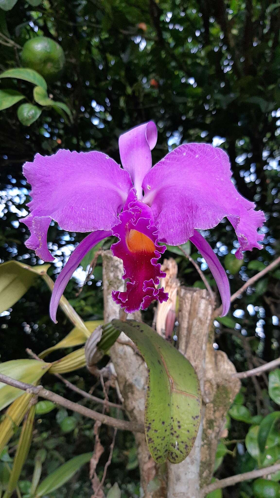 Imagem de Cattleya trianae Linden & Rchb. fil.